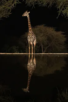 Giraffe Prints: Africa, Kenya, Amboseli National Park. Giraffe at waterhole at night