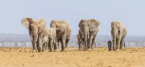 Images Dated 4th June 2023: Africa, Kenya, Amboseli National Park. Group of walking elephants