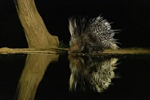 Drinking Prints: Africa, Kenya, Amboseli National Park. Porcupine drinking at waterhole at night