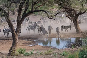 Drinking Prints: Africa, Kenya, Amboseli National Park. Zebras at waterhole