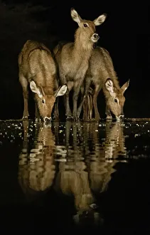 Drinking Prints: Africa, Kenya, Amboseli National Park. Cape bushbucks drinking at waterhole at night