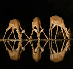 Africa, Kenya, Amboseli National Park. Impalas drinking at waterhole at night