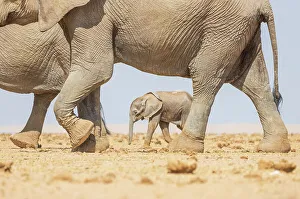 Images Dated 4th June 2023: Africa, Kenya, Amboseli National Park. Group of walking elephants