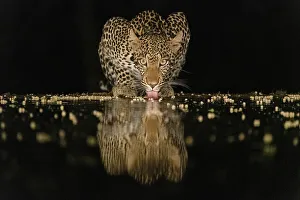 Drinking Prints: Africa, Kenya, Amboseli National Park. Leopard drinking at waterhole at night