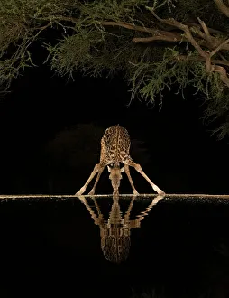 Drinking Prints: Africa, Kenya, Amboseli National Park. Giraffe drinking at waterhole at night