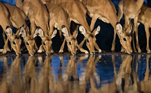 Drinking Prints: Africa, Kenya, Amboseli National Park. Impalas drinking at waterhole at night
