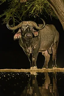 Drinking Prints: Africa, Kenya, Amboseli National Park. Cape buffalo drinking at waterhole at night