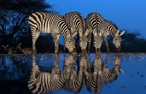 Drinking Prints: Africa, Kenya, Amboseli National Park. Zebras drinking at waterhole at night