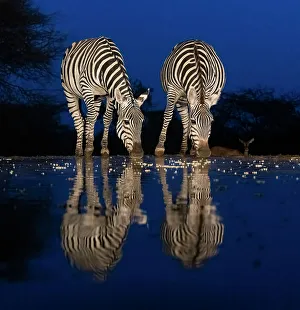 Drinking Prints: Africa, Kenya, Amboseli National Park. Zebras drinking at waterhole at night