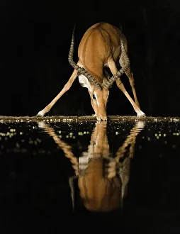 Drinking Prints: Africa, Kenya, Amboseli National Park. Impala drinking at waterhole at night