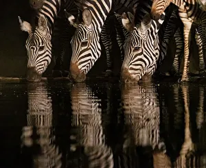 Drinking Prints: Africa, Kenya, Amboseli National Park. Zebras drinking at waterhole at night