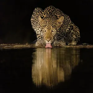 Drinking Prints: Africa, Kenya, Amboseli National Park. Leopard drinking at waterhole at night