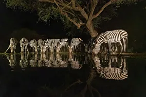 Drinking Prints: Africa, Kenya, Amboseli National Park. Zebras drinking at waterhole at night