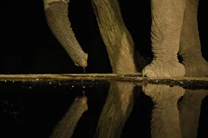 Drinking Prints: Africa, Kenya, Amboseli National Park. Elephant drinking at waterhole at night