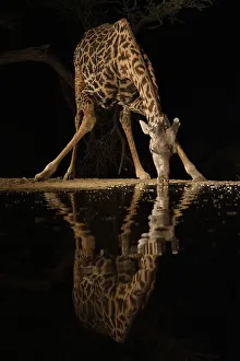 Drinking Prints: Africa, Kenya, Amboseli National Park. Giraffe drinking at waterhole at night
