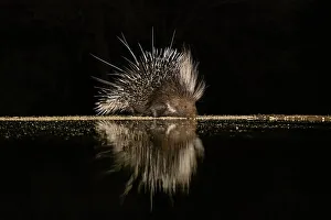 Drinking Prints: Africa, Kenya, Amboseli National Park. Porcupine drinking at waterhole at night