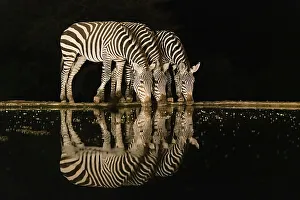Drinking Prints: Africa, Kenya, Amboseli National Park. Zebras drinking at waterhole at night