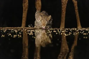 Drinking Prints: Africa, Kenya, Amboseli National Park. Giraffe and leopard at waterhole at night