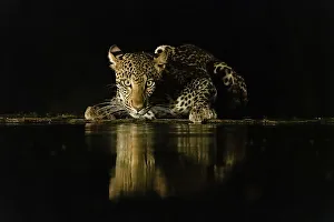 Drinking Prints: Africa, Kenya, Amboseli National Park. Leopard drinking at waterhole at night