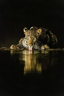 Drinking Prints: Africa, Kenya, Amboseli National Park. Leopard drinking at waterhole at night