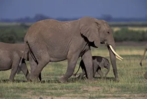 Herbivorous Prints: Africa, Kenya, Amboseli National Park. African Elephant