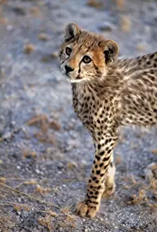 Wild Cat Prints: Africa, Kenya, Amboseli NP. A cheetah cub stands still, for just a moment, in Amboseli