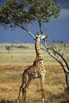 Neck Prints: Africa, Kenya, Amboseli NP. A stately Masai, or Common, giraffe eats lunch on