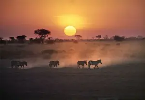 Watering Hole Prints: Africa, Kenya, Amboseli NP. Zebra walk to the watering hole as the sun sets in Amboseli