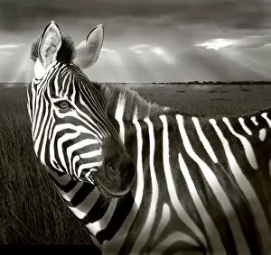 Africa, Kenya. Black & white of zebra and plain. (Digital Manipulation) Credit as