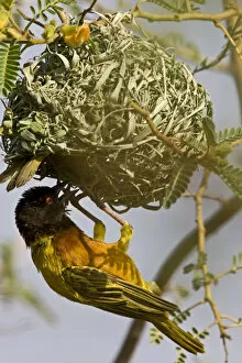 Images Dated 8th August 2005: Africa, Kenya. Brown-capped weaver bird building nest