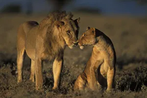 Africa, Kenya, Buffalo Springs National Reserve, Mating pair of Lion and Lioness