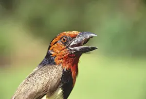 Images Dated 21st May 2010: Africa, Kenya. Close-up of black-collared barbet bird calling
