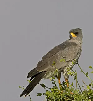 Images Dated 6th August 2005: Africa, Kenya. Close-up of Chanting Goshawk on bush