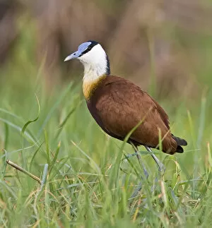 Images Dated 9th August 2005: Africa, Kenya. Close-up of jacana bird in grass