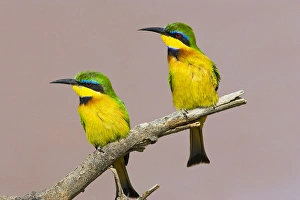 Images Dated 6th August 2005: Africa, Kenya. Close-up of two little bee-eater birds on limb
