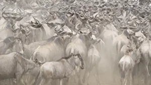 Africa, Kenya. Dusty wildebeest herd. Credit as: Bill Young / Jaynes Gallery / DanitaDelimont