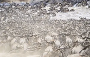 Moving Prints: Africa, Kenya. Dusty wildebeest herd crossing river