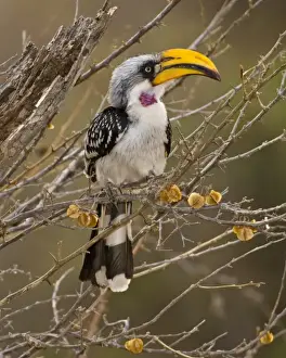 Images Dated 19th July 2008: Africa. Kenya. Eastern Yellow-billed Hornbill at Samburu NP