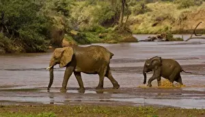 Images Dated 18th July 2008: Africa. Kenya. Elephant female with juvenile after mud bath at Samburu NP