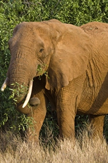 Images Dated 19th July 2008: Africa. Kenya. Elephant at Samburu NP