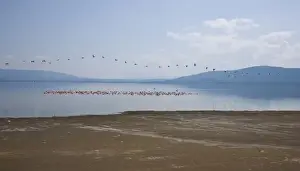 Africa. Kenya. A flight of White Pelicans lines the sky over a flock of Lesser Flamingos