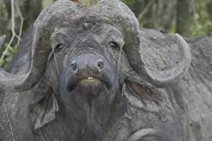 Images Dated 20th October 2004: Africa, Kenya. Frontal view of Cape buffalo