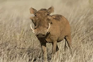 Africa, Kenya. Frontal view of male warthog with tusks
