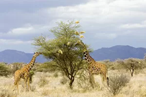 Africa, Kenya. Two giraffes eat leaves off tree
