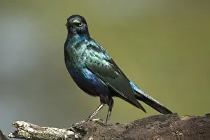 Images Dated 15th July 2008: Africa. Kenya. Greater Blue-eared Starling at Lake Nakuru NP