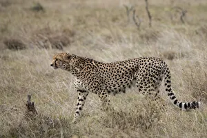 Images Dated 20th January 2021: Africa, Kenya, Laikipia Plateau, Ol Pejeta Conservancy. Lone male cheetah