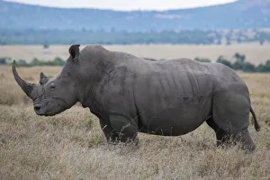 Images Dated 21st January 2021: Africa, Kenya, Laikipia Plateau, Ol Pejeta Conservancy. Southern white rhinoceros