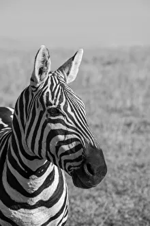 Images Dated 27th April 2021: Africa, Kenya, Laikipia Plateau, Ol Pejeta Conservancy. Bruchell