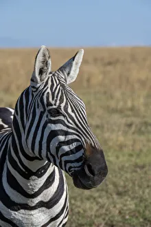 Images Dated 21st January 2021: Africa, Kenya, Laikipia Plateau, Ol Pejeta Conservancy. Bruchell