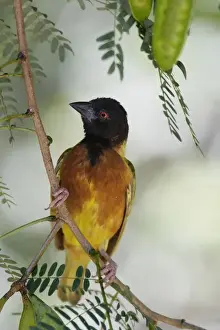 Art Morris Prints: Africa, Kenya, Lake Baringo. Close-up of male Jacksons golden-backed weaver male bird on limb